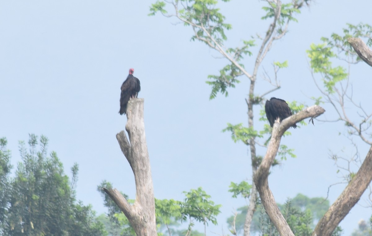 Turkey Vulture - ML136874351