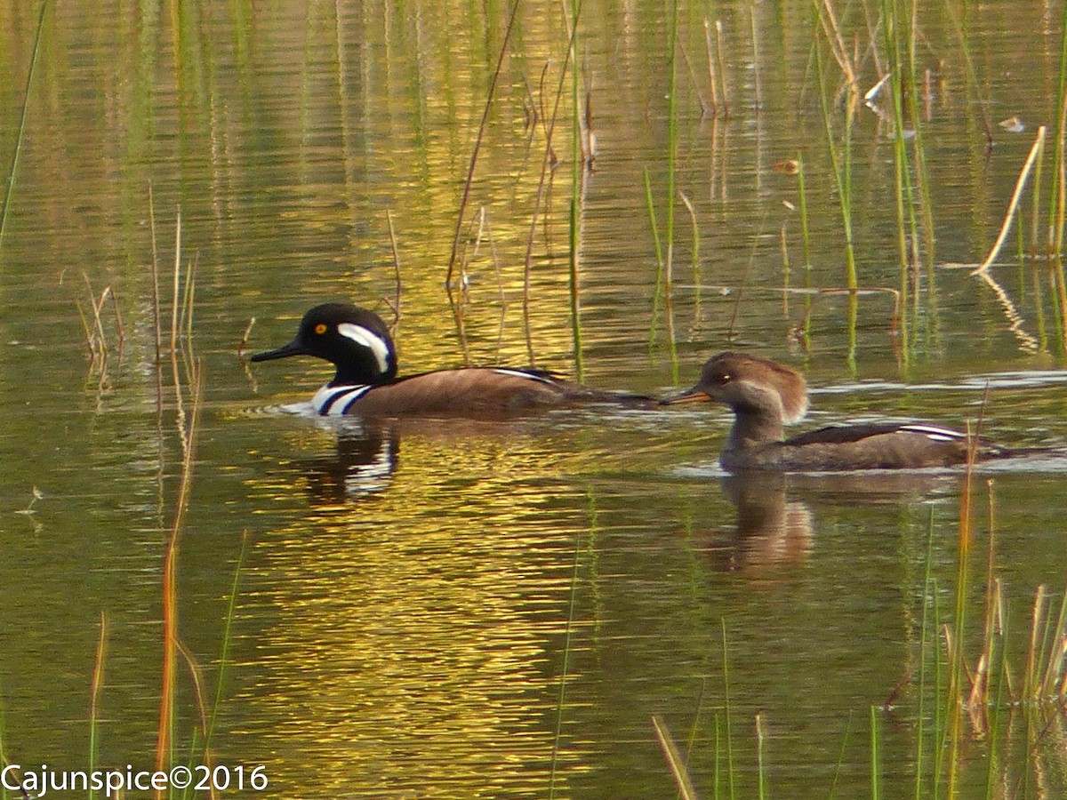 Hooded Merganser - ML136874471