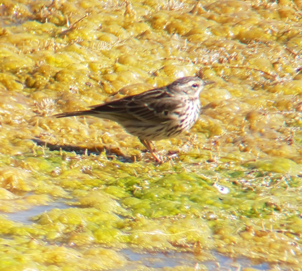 pipit sp. - ML136874601