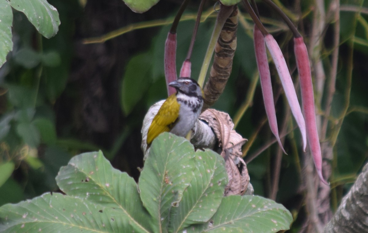 Black-headed Saltator - ML136874651