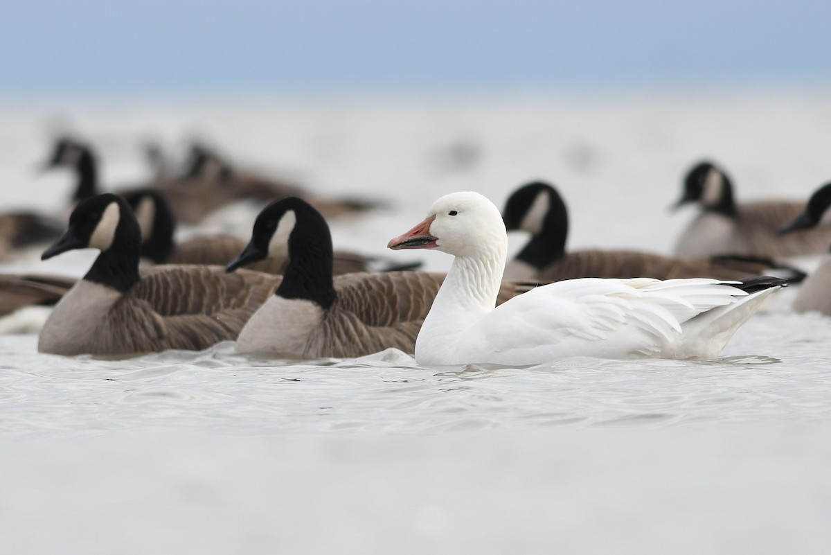 Snow Goose - ML136876801