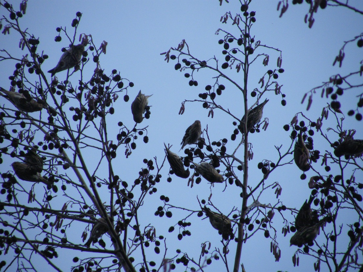 Pine Siskin - ML136877001