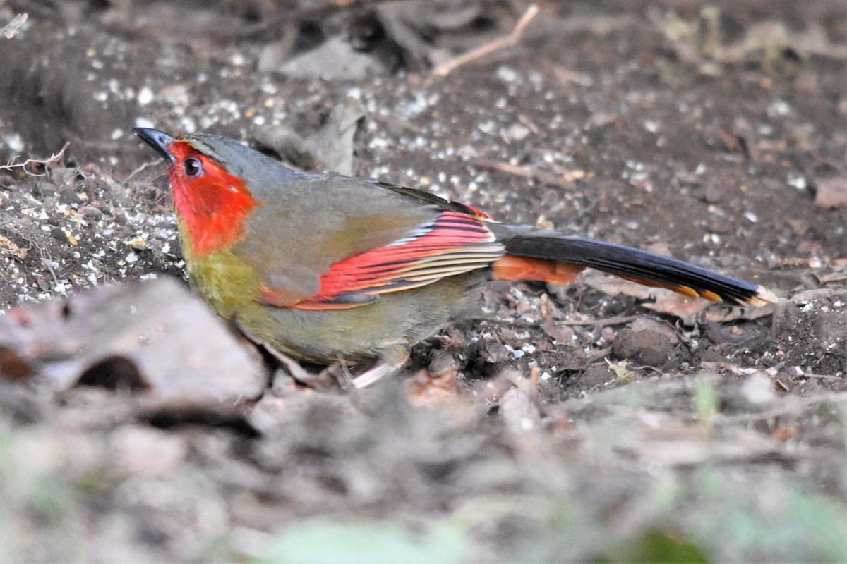 Scarlet-faced Liocichla - ML136877411