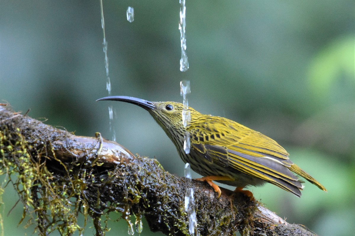 Streaked Spiderhunter - ML136877701