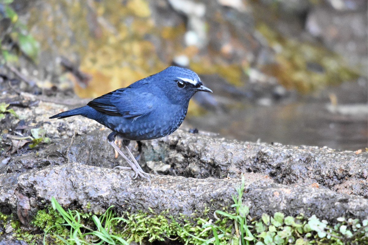 Himalayan Shortwing - Steve Bale