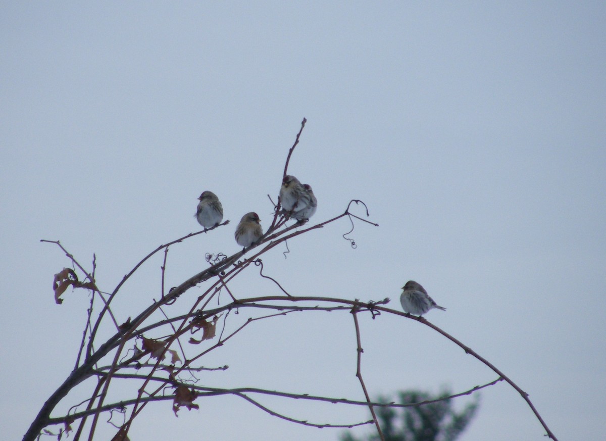 Common Redpoll - James Durst