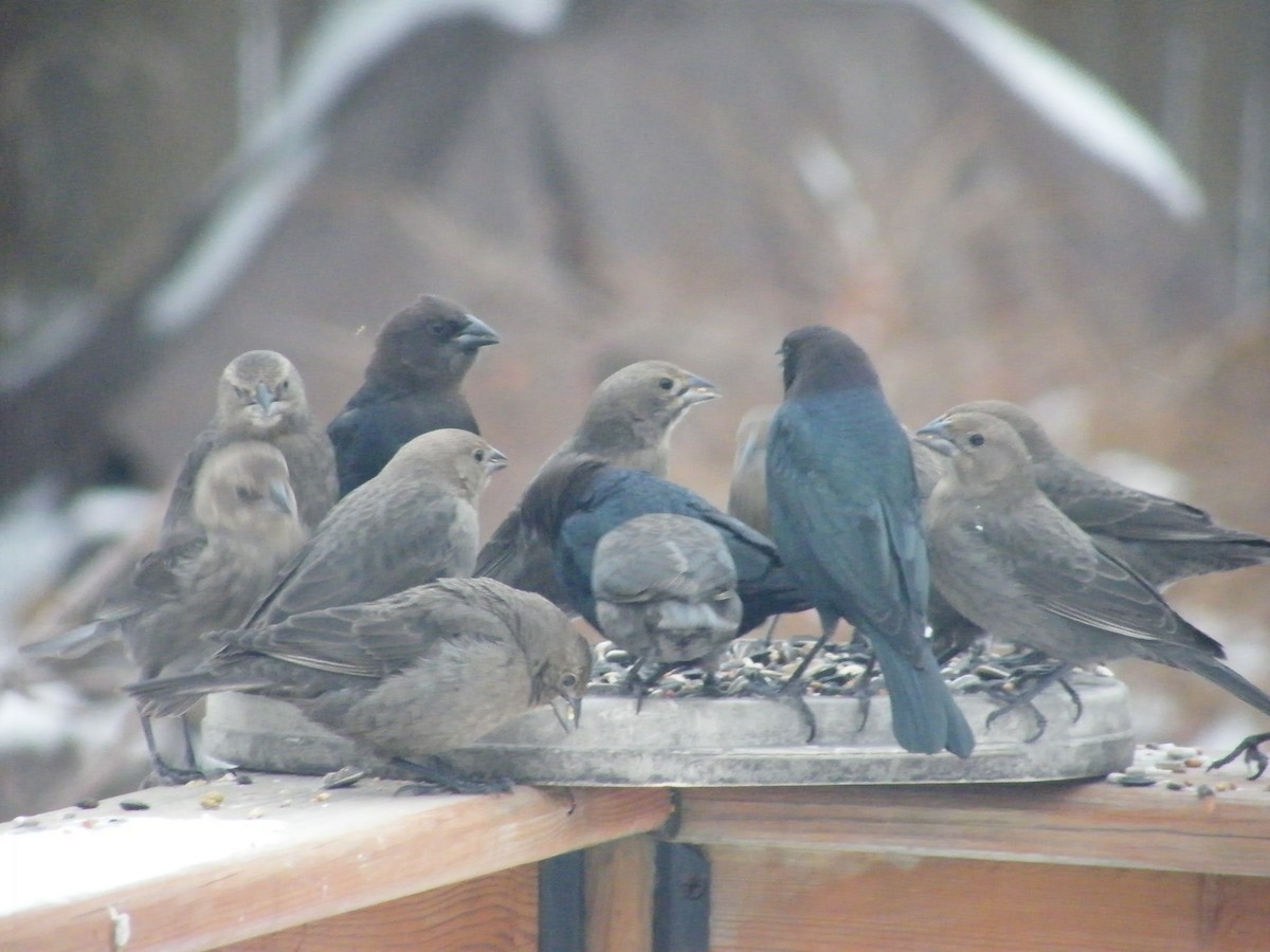 Brown-headed Cowbird - James Durst