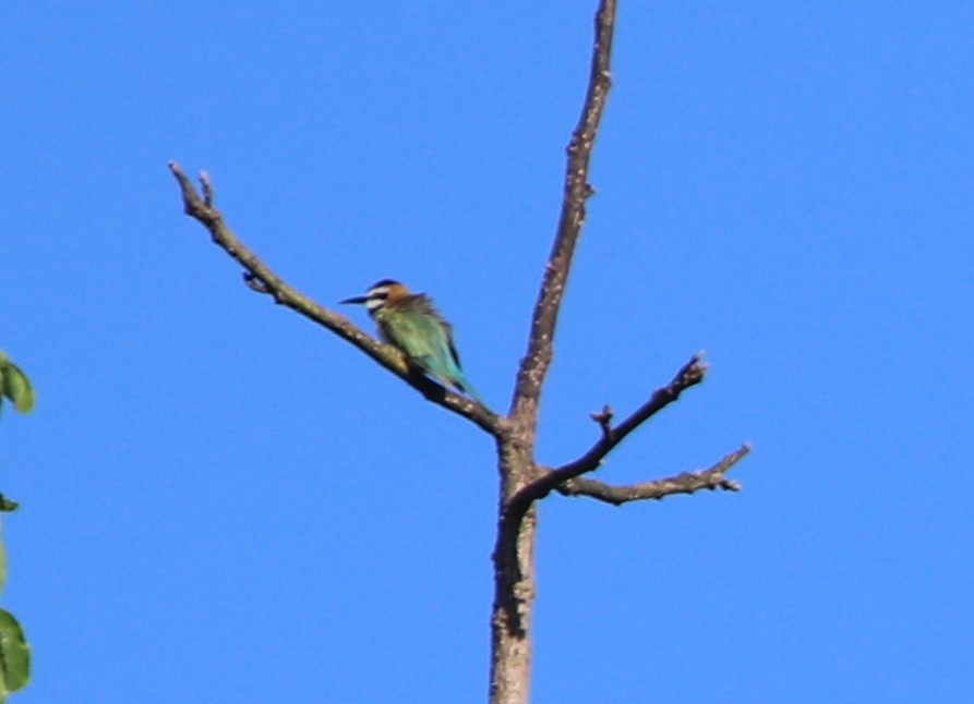White-throated Bee-eater - ML136878931