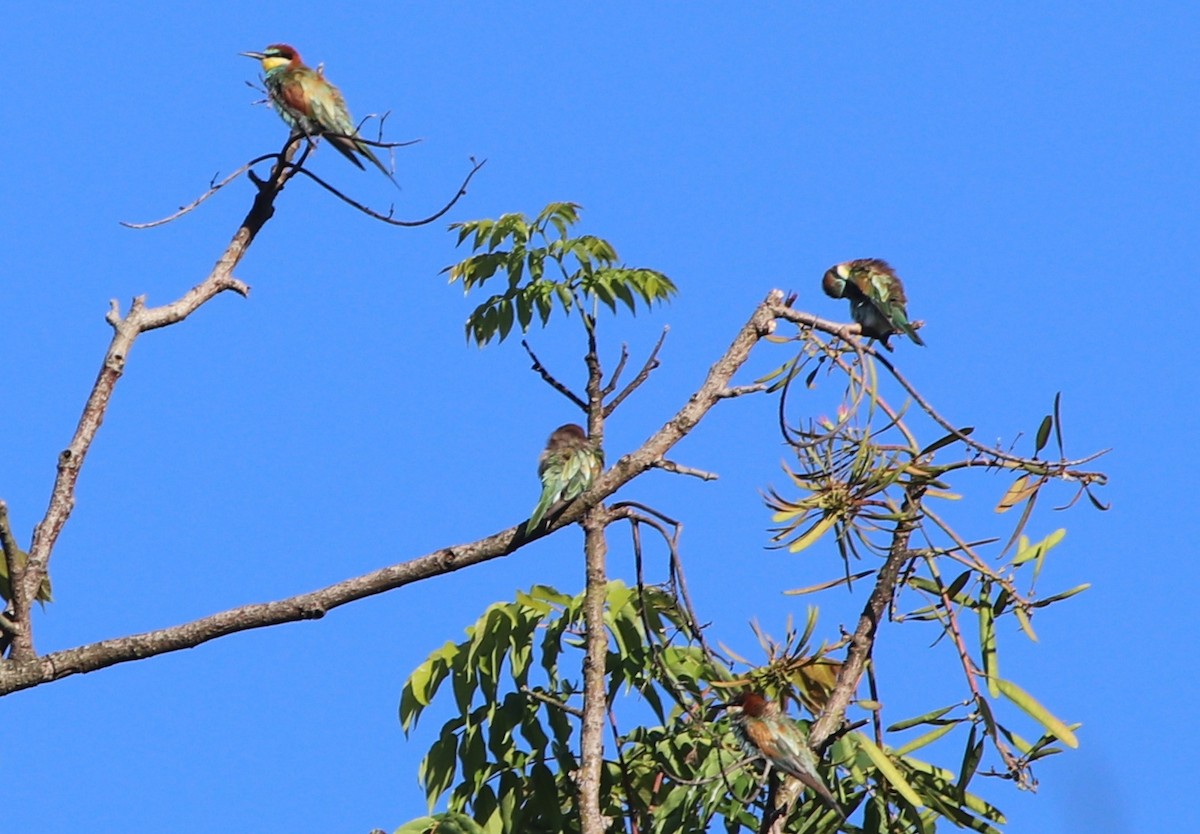 European Bee-eater - Jason Fidorra