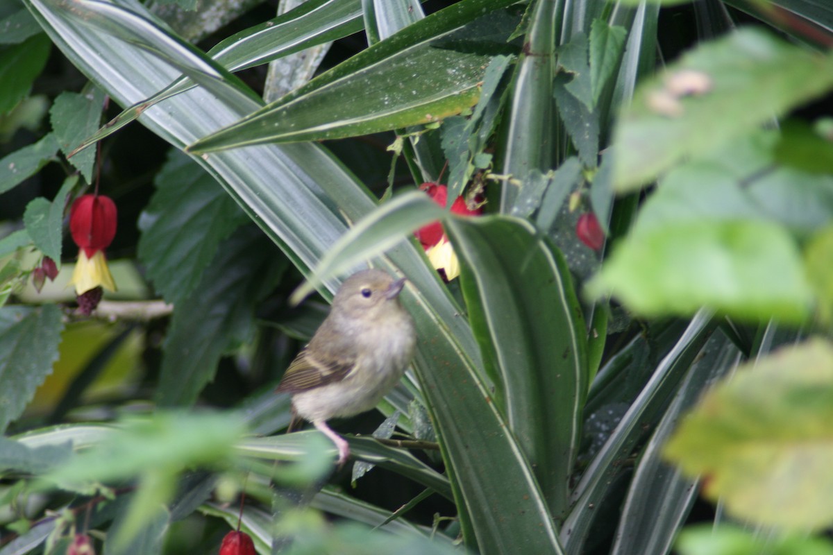 Rusty Flowerpiercer - Ken Burton