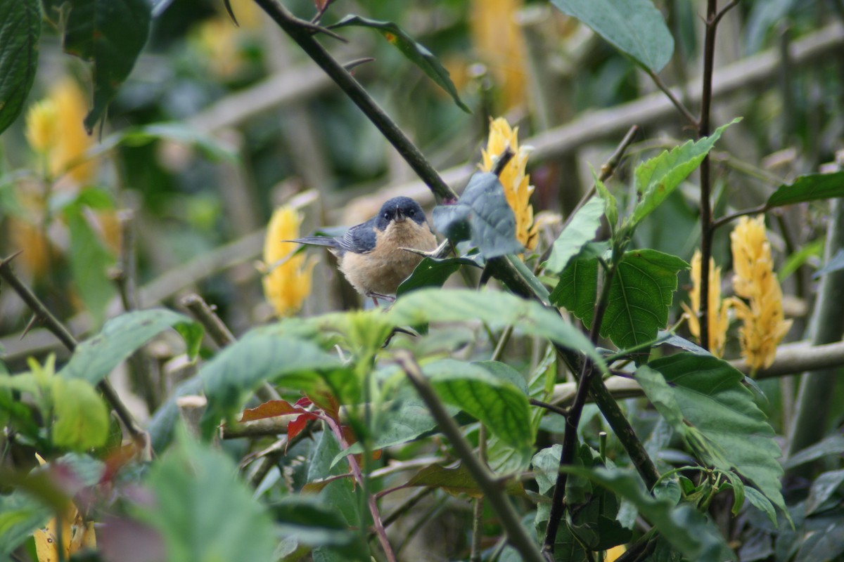 Rusty Flowerpiercer - ML136879751