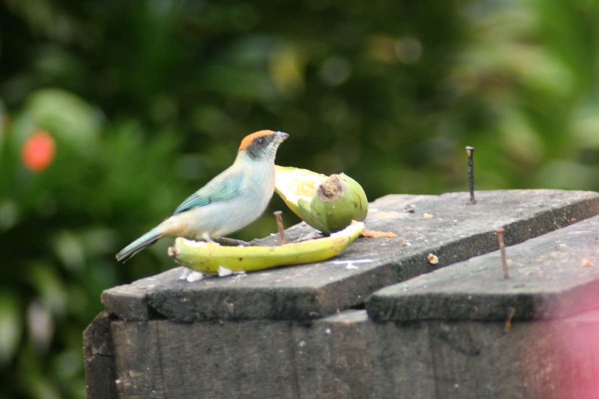 Scrub Tanager - ML136880261