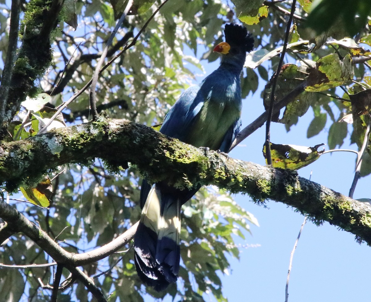 Great Blue Turaco - ML136880411