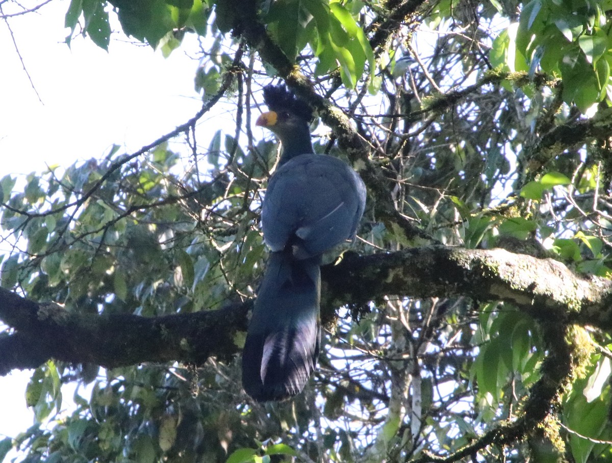 Great Blue Turaco - ML136880451