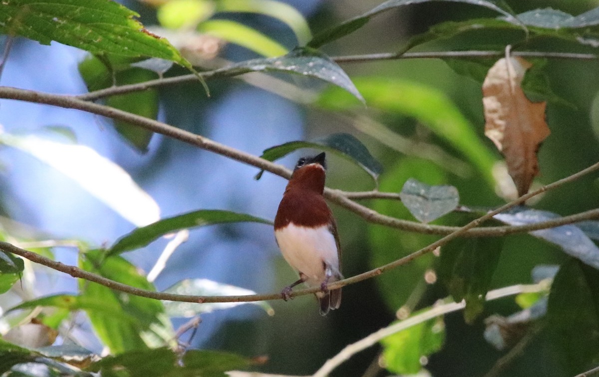 Chestnut Wattle-eye - ML136880781