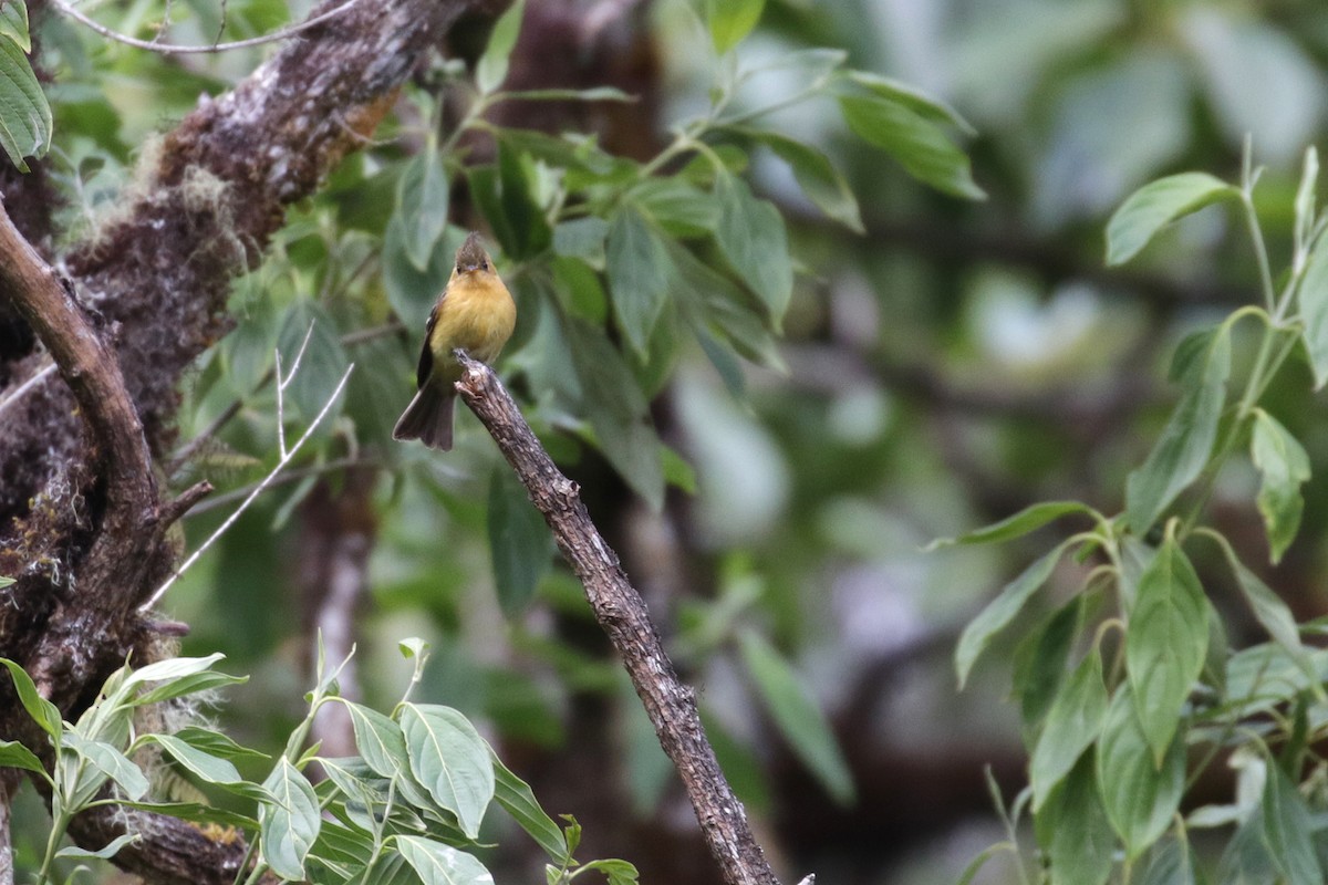 Mosquero Moñudo Común (aurantiiventris) - ML136881491