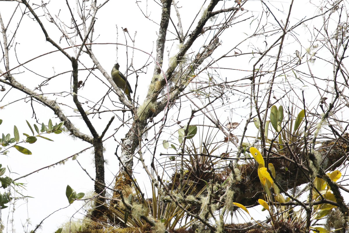 Long-tailed Silky-flycatcher - ML136881611