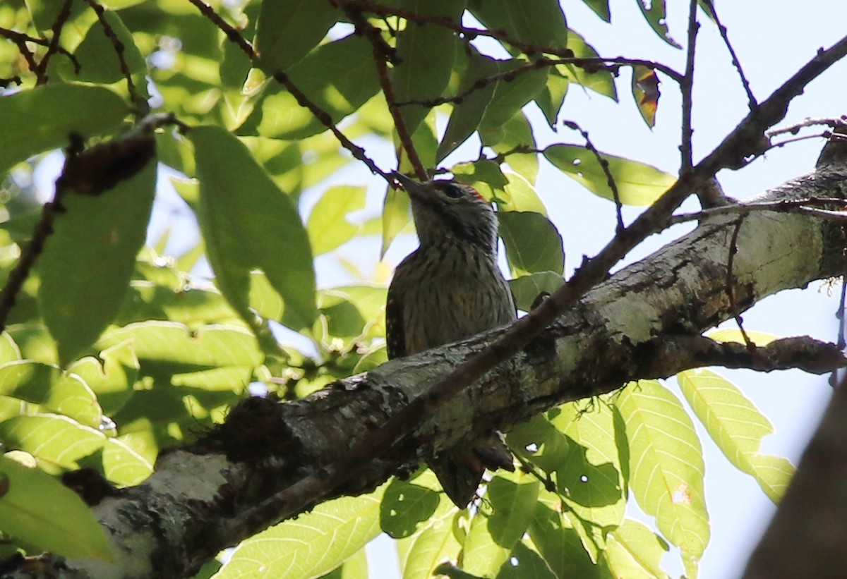 Cardinal Woodpecker - ML136882051