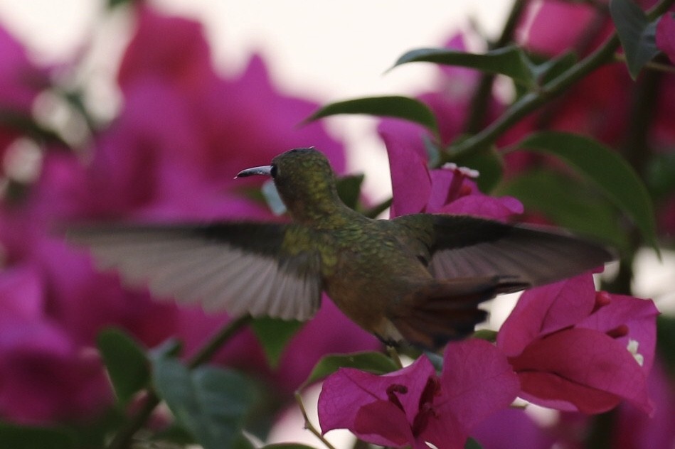 kolibřík ryšavý - ML136882101