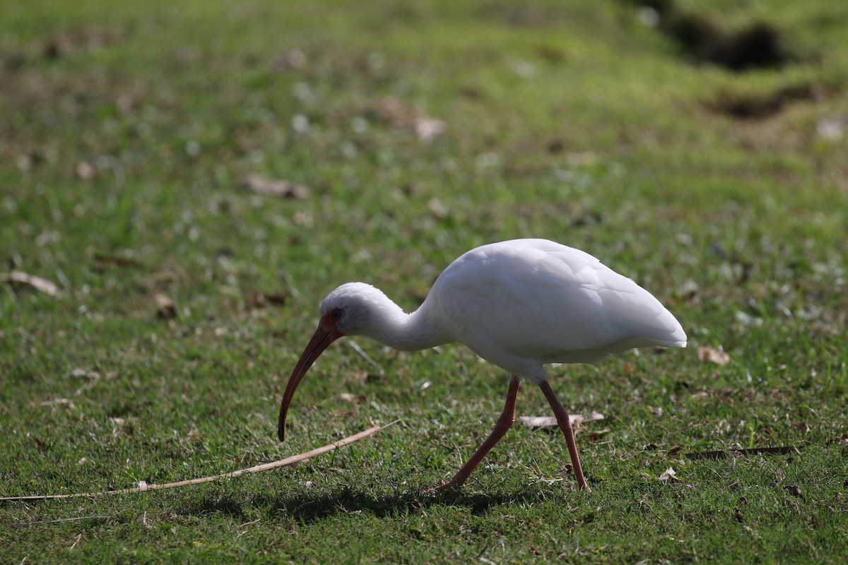 ibis bílý - ML136882181