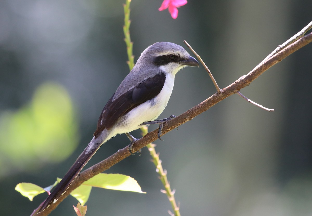 Mackinnon's Shrike - ML136882791