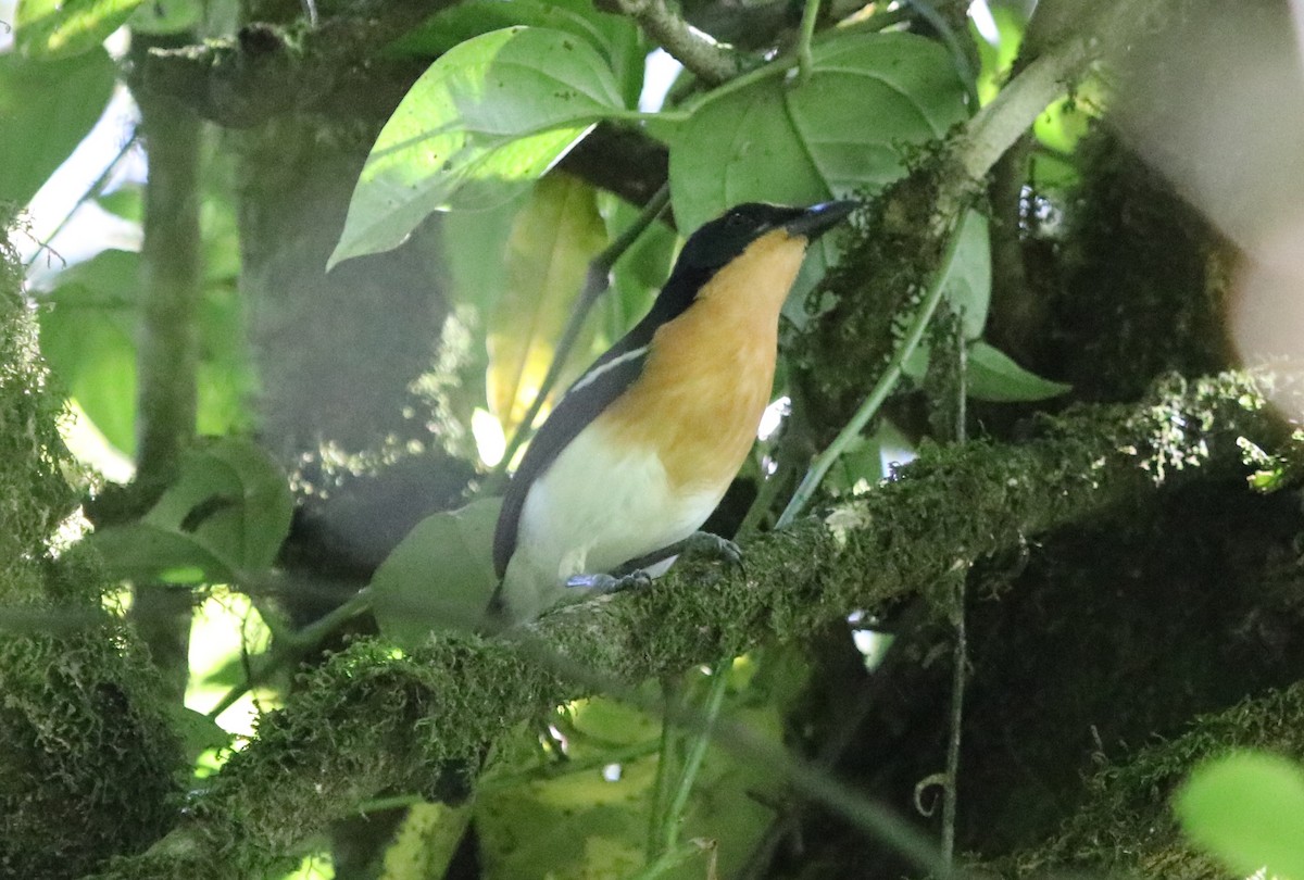 Lühder's Bushshrike - ML136883271