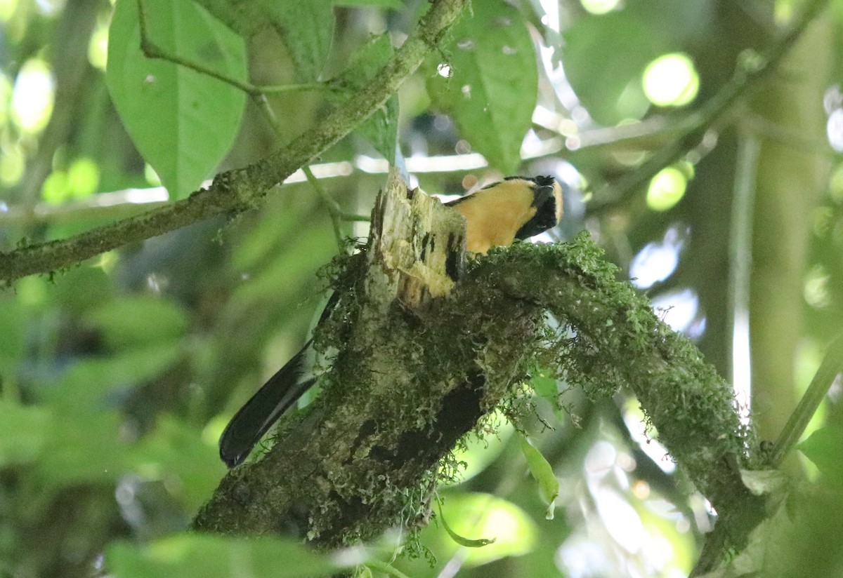 Lühder's Bushshrike - ML136883281