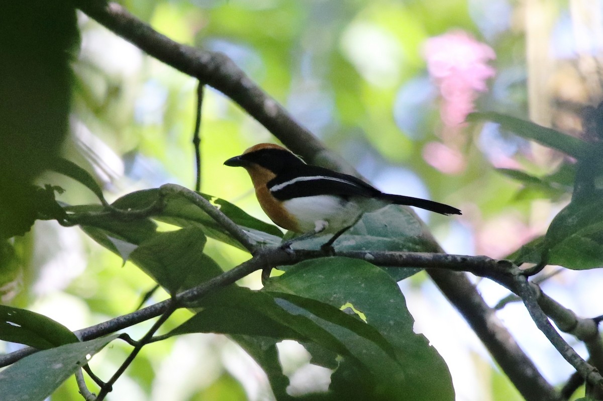 Lühder's Bushshrike - ML136883691