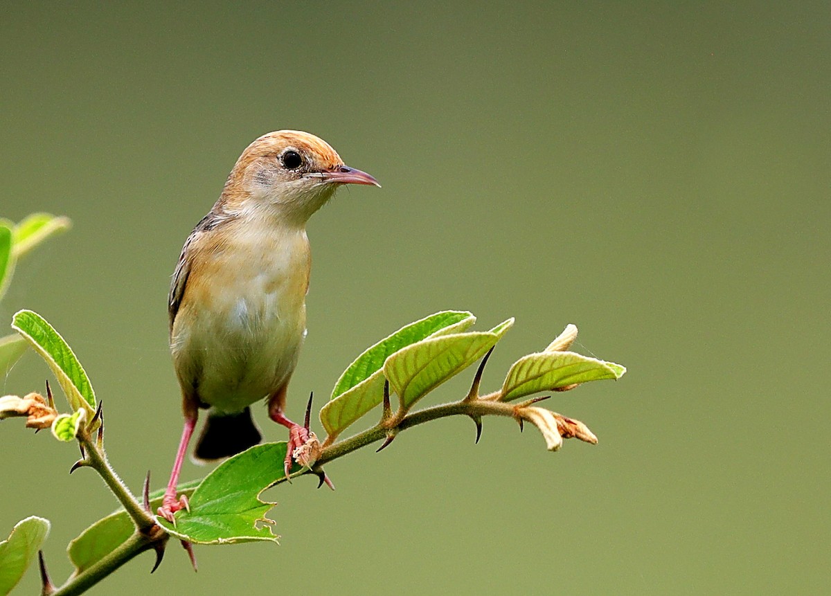 Golden-headed Cisticola - ML136883881