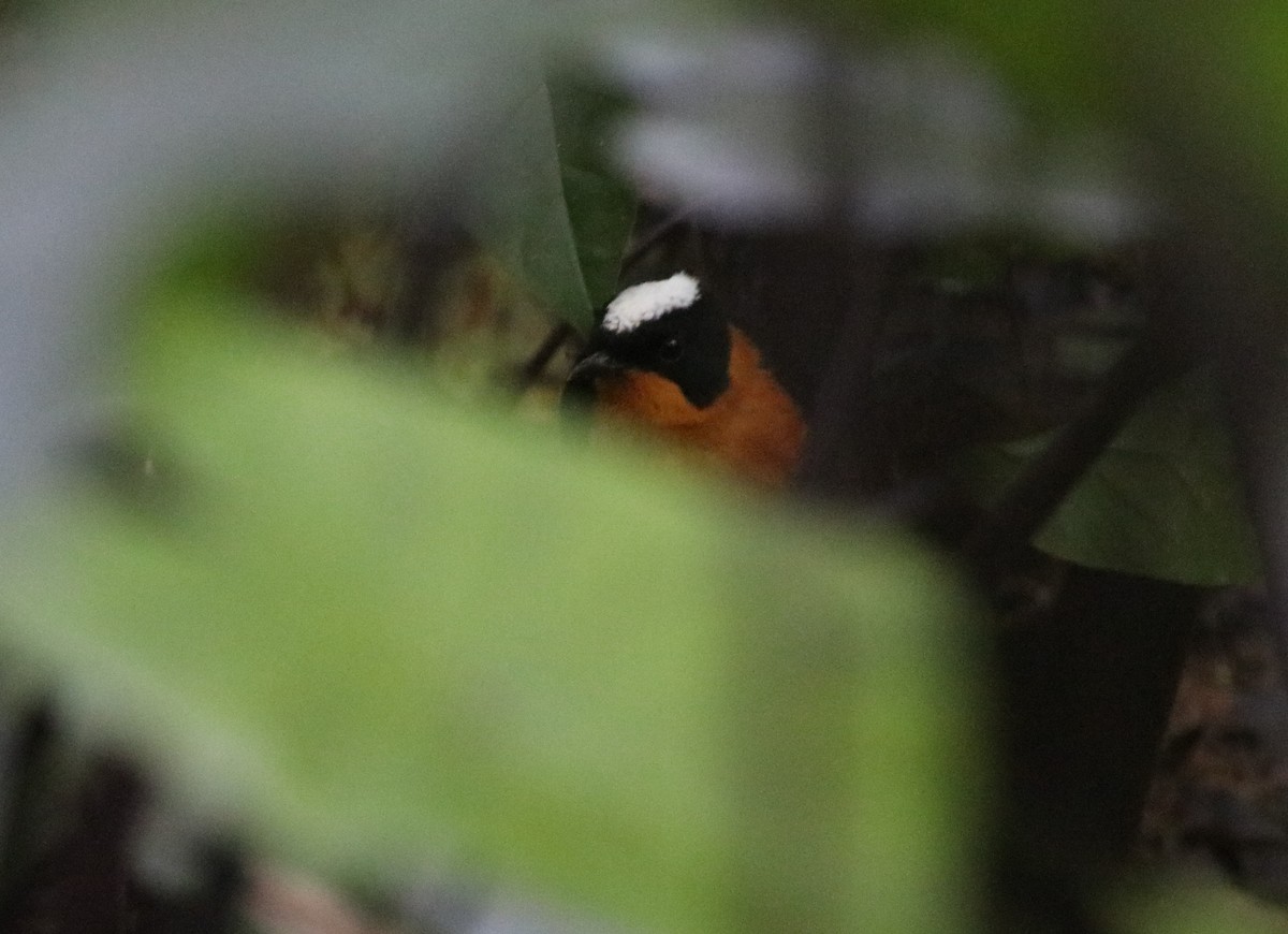 Snowy-crowned Robin-Chat - ML136883891