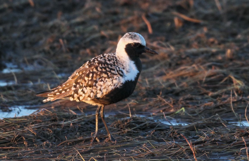 Black-bellied Plover - ML136884171