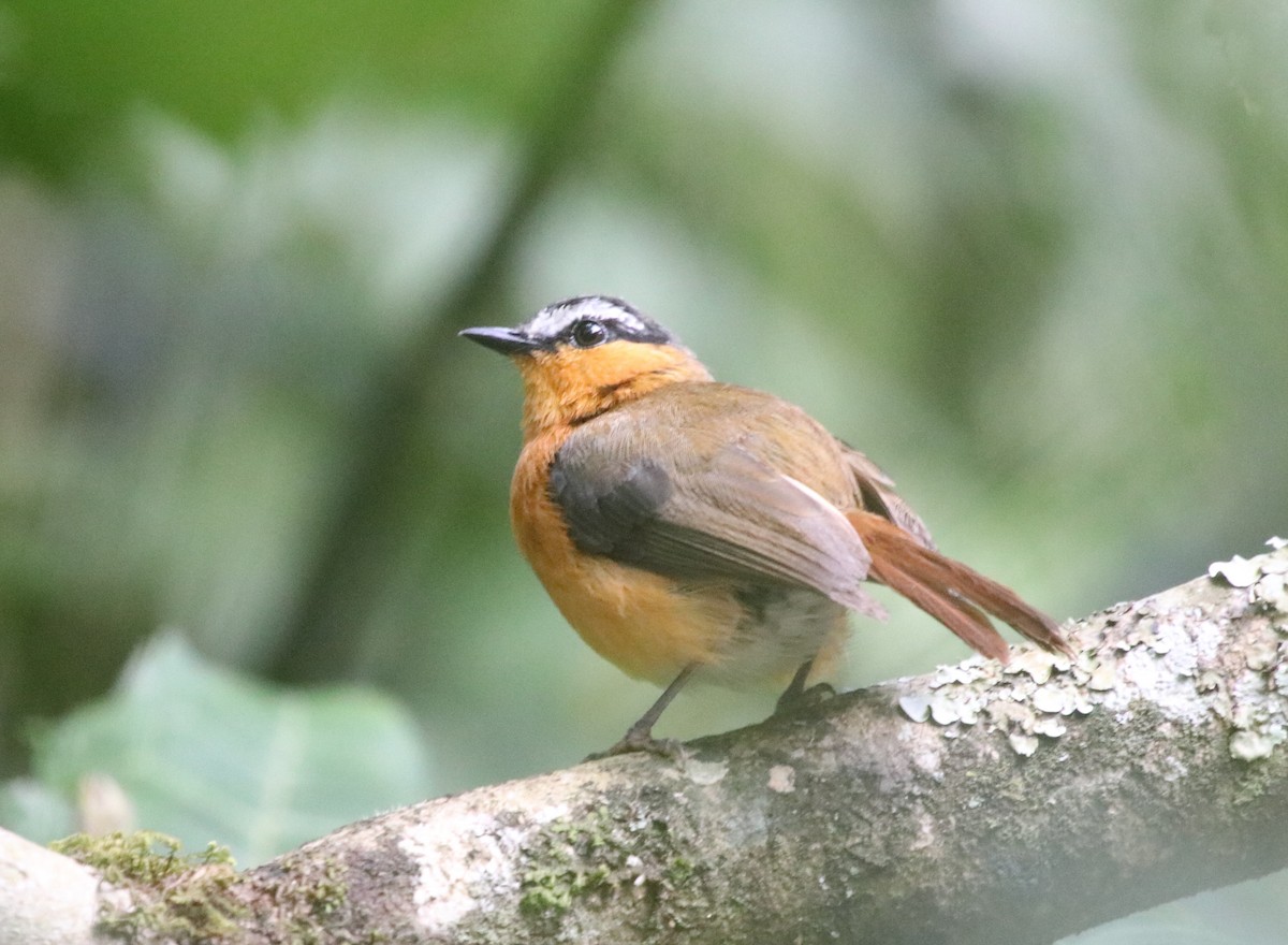 Gray-winged Robin-Chat - ML136884981