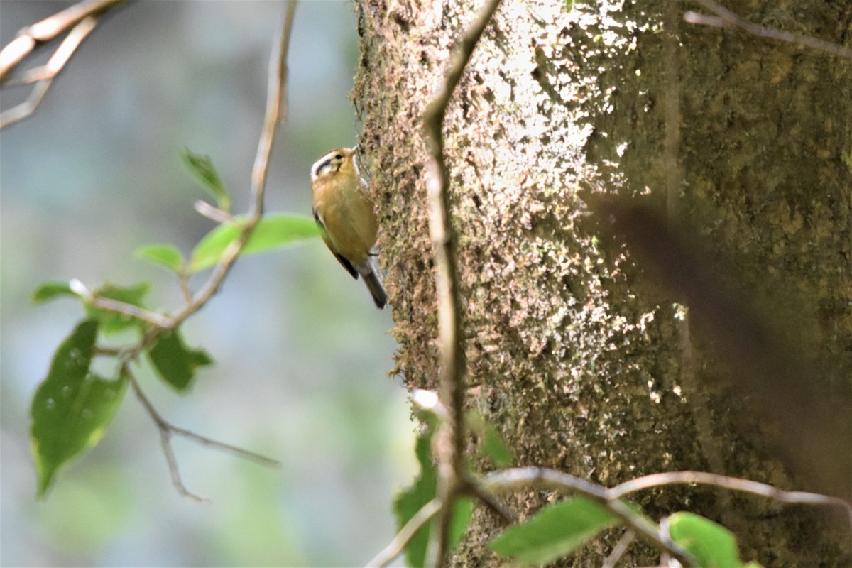 Rufous-winged Fulvetta - ML136886971