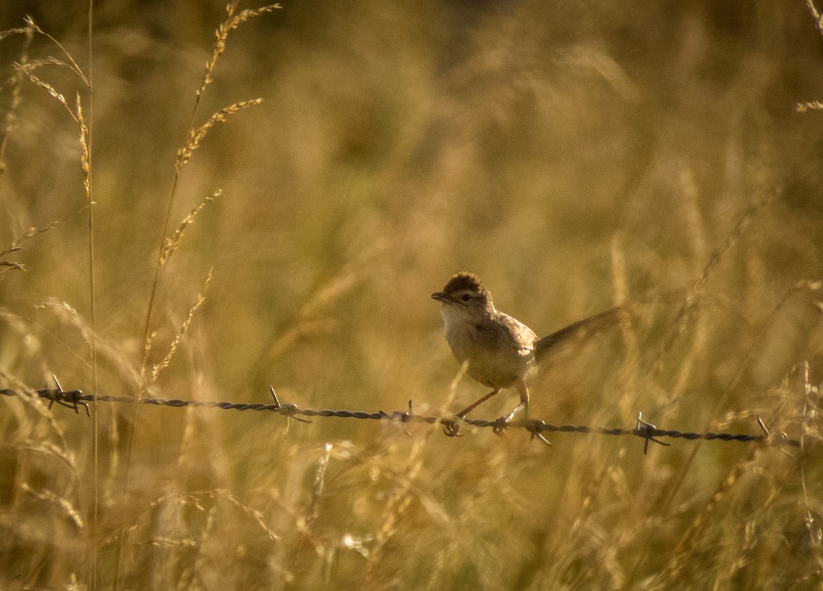 Tawny Grassbird - ML136889951