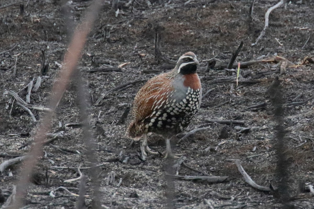 Madagascar Partridge - ML136890461