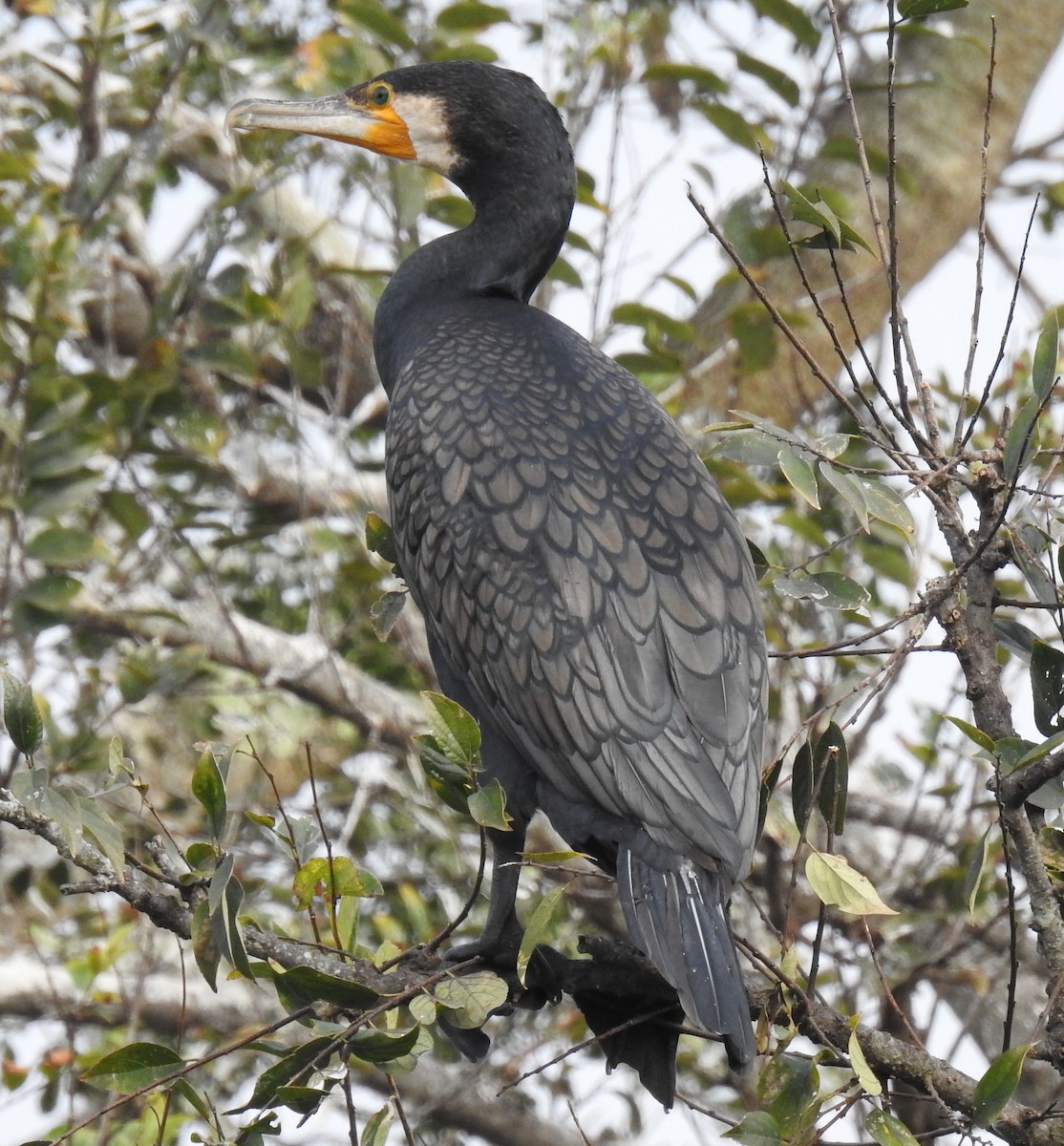 Great Cormorant - Phoenix Kwan