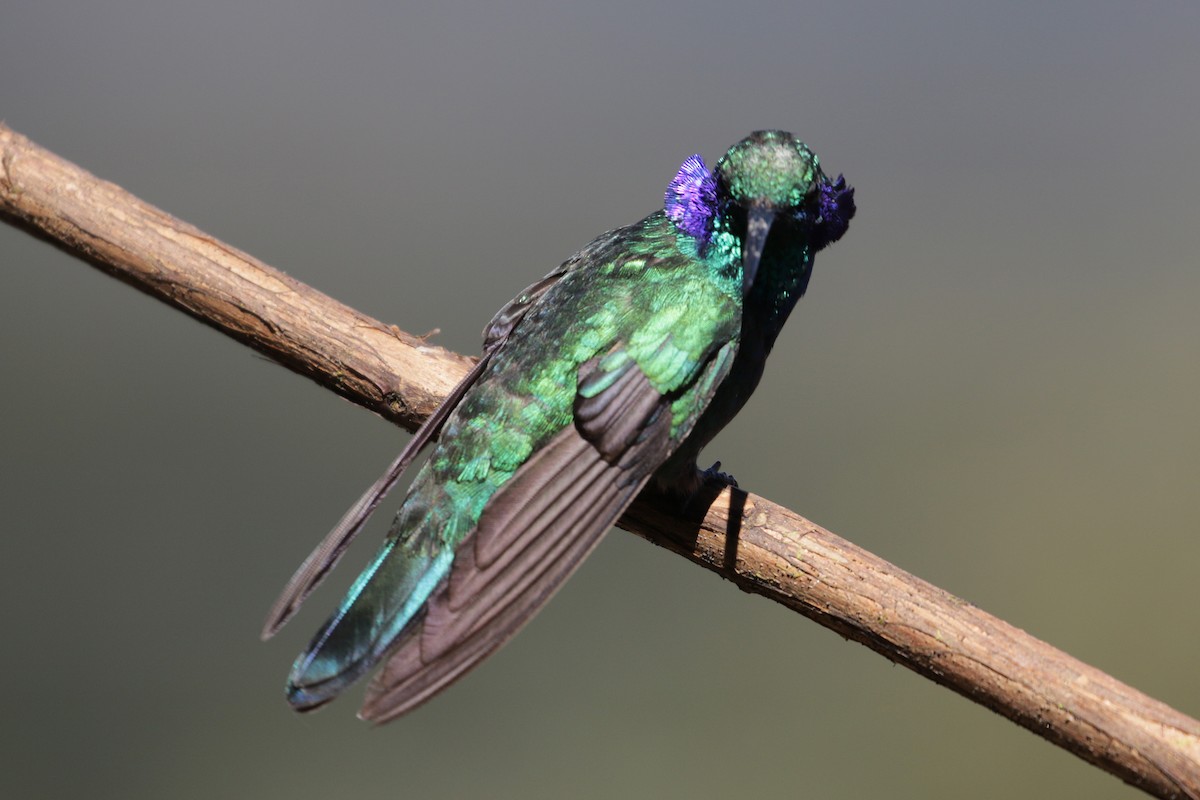 Lesser Violetear (Costa Rican) - Cameron Eckert