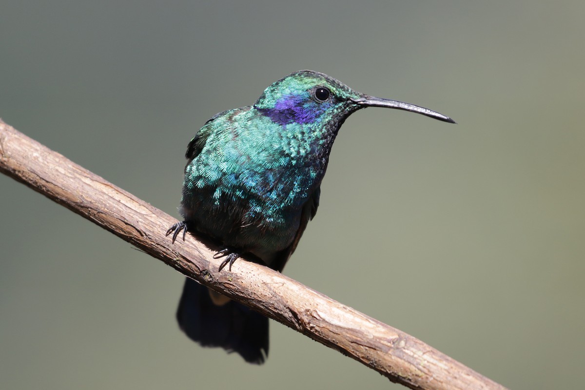Lesser Violetear (Costa Rican) - Cameron Eckert