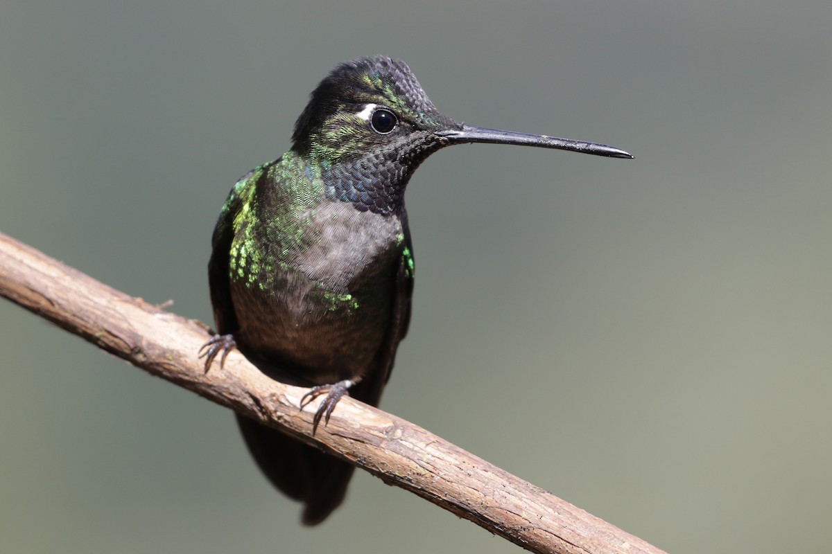 Talamanca Hummingbird - Cameron Eckert