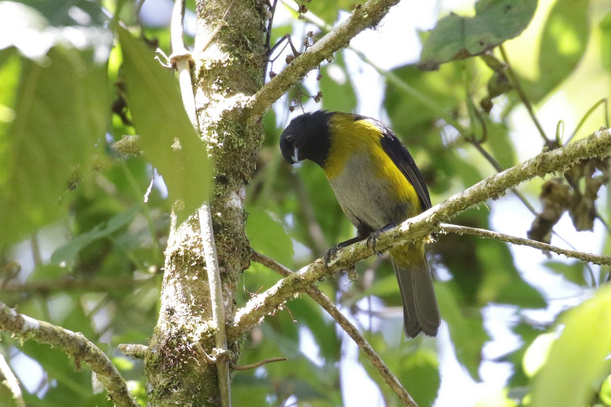 Black-and-yellow Silky-flycatcher - Cameron Eckert