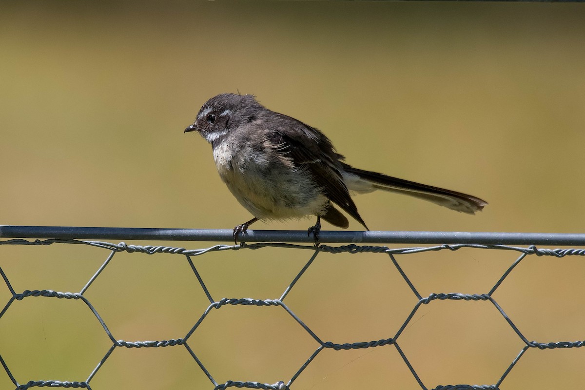 Gray Fantail - Terence Alexander