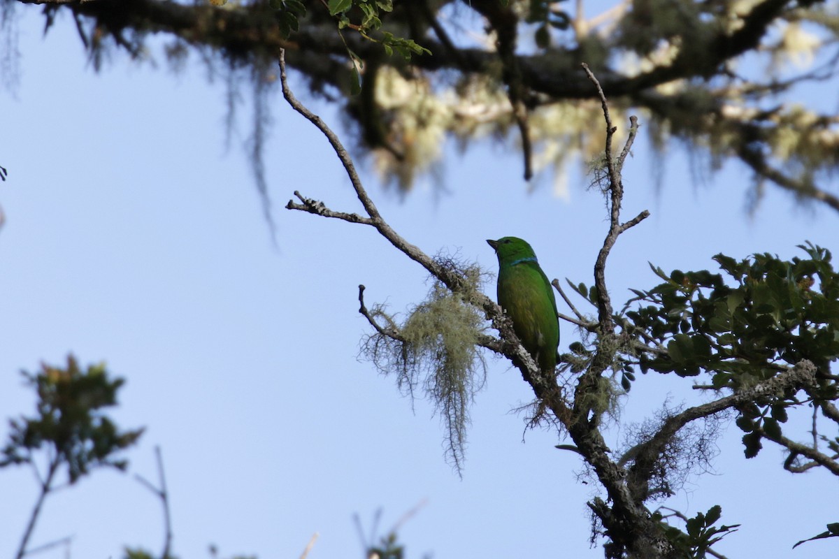 Golden-browed Chlorophonia - ML136892041