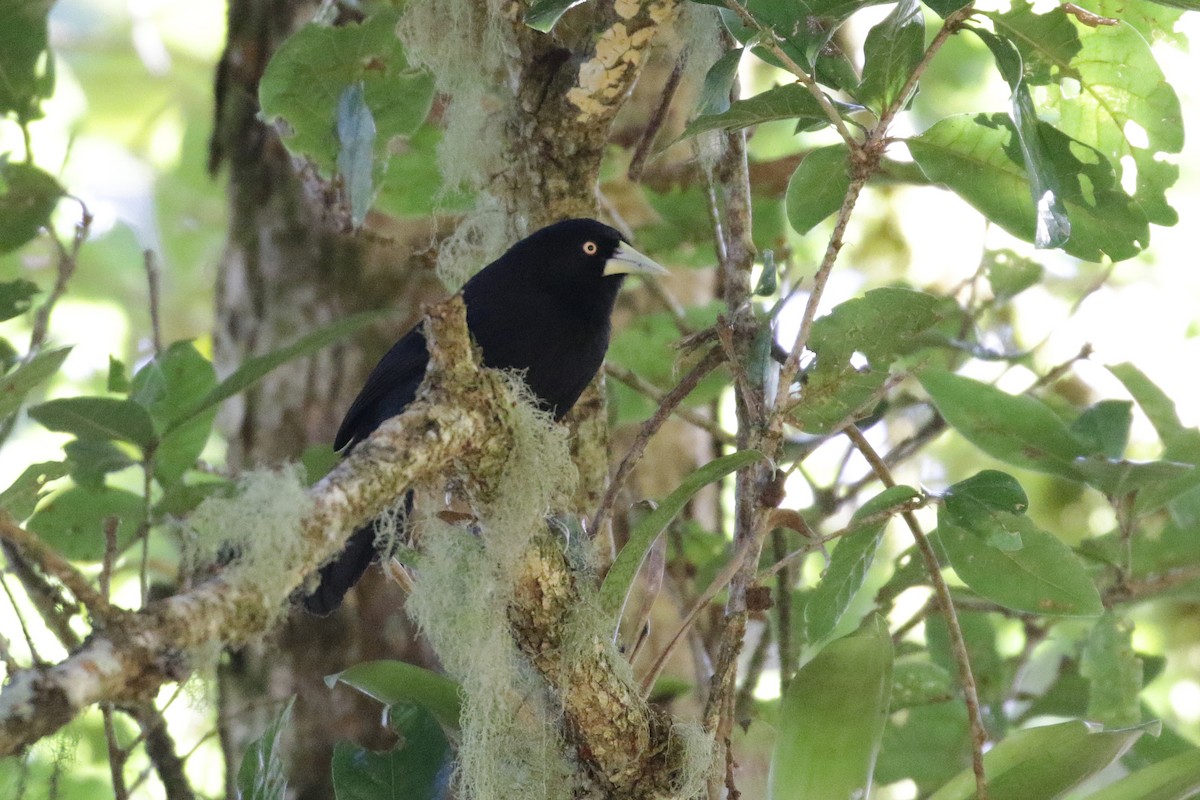 Yellow-billed Cacique - ML136892221