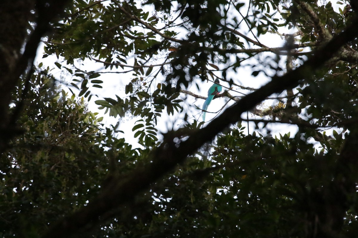 Quetzal resplendissant (costaricensis) - ML136892601