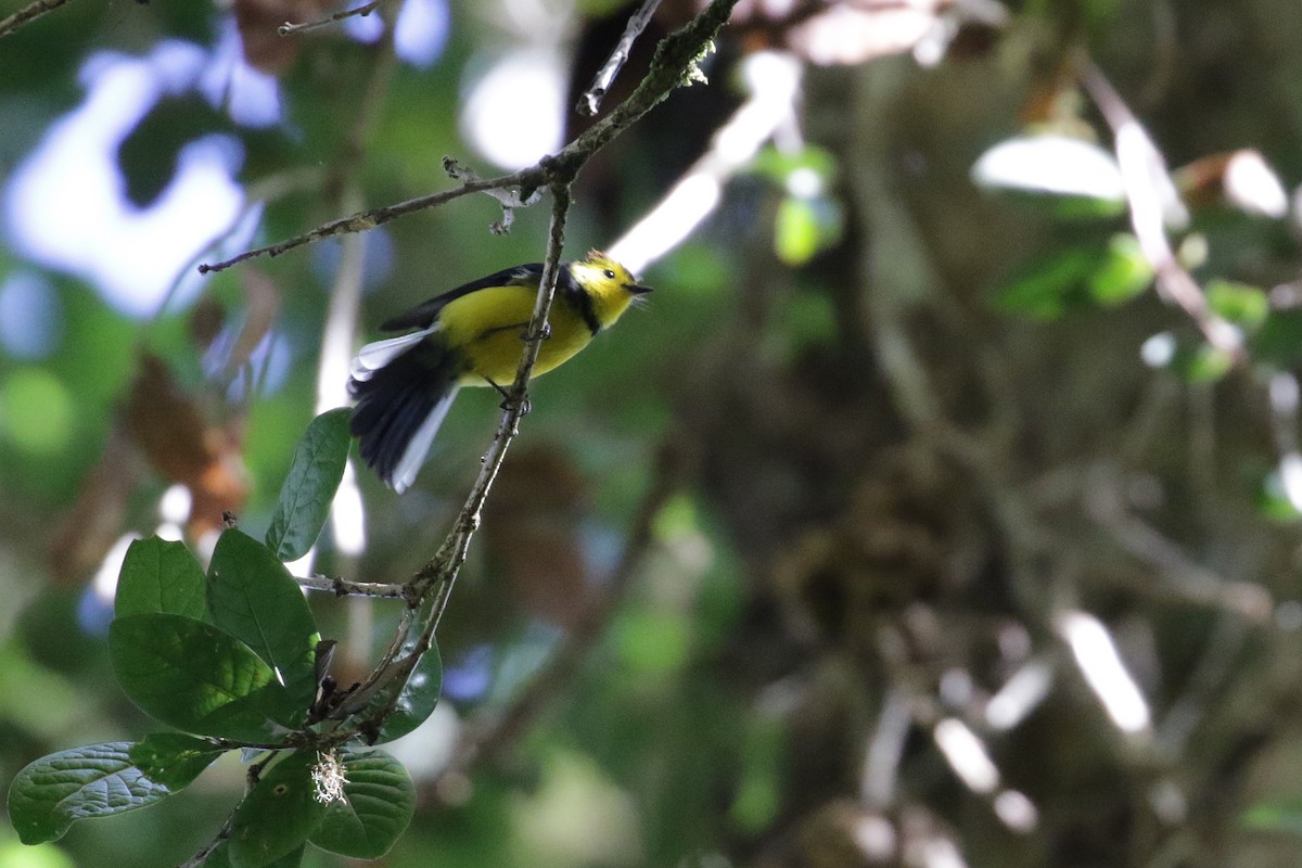 Collared Redstart - ML136892791