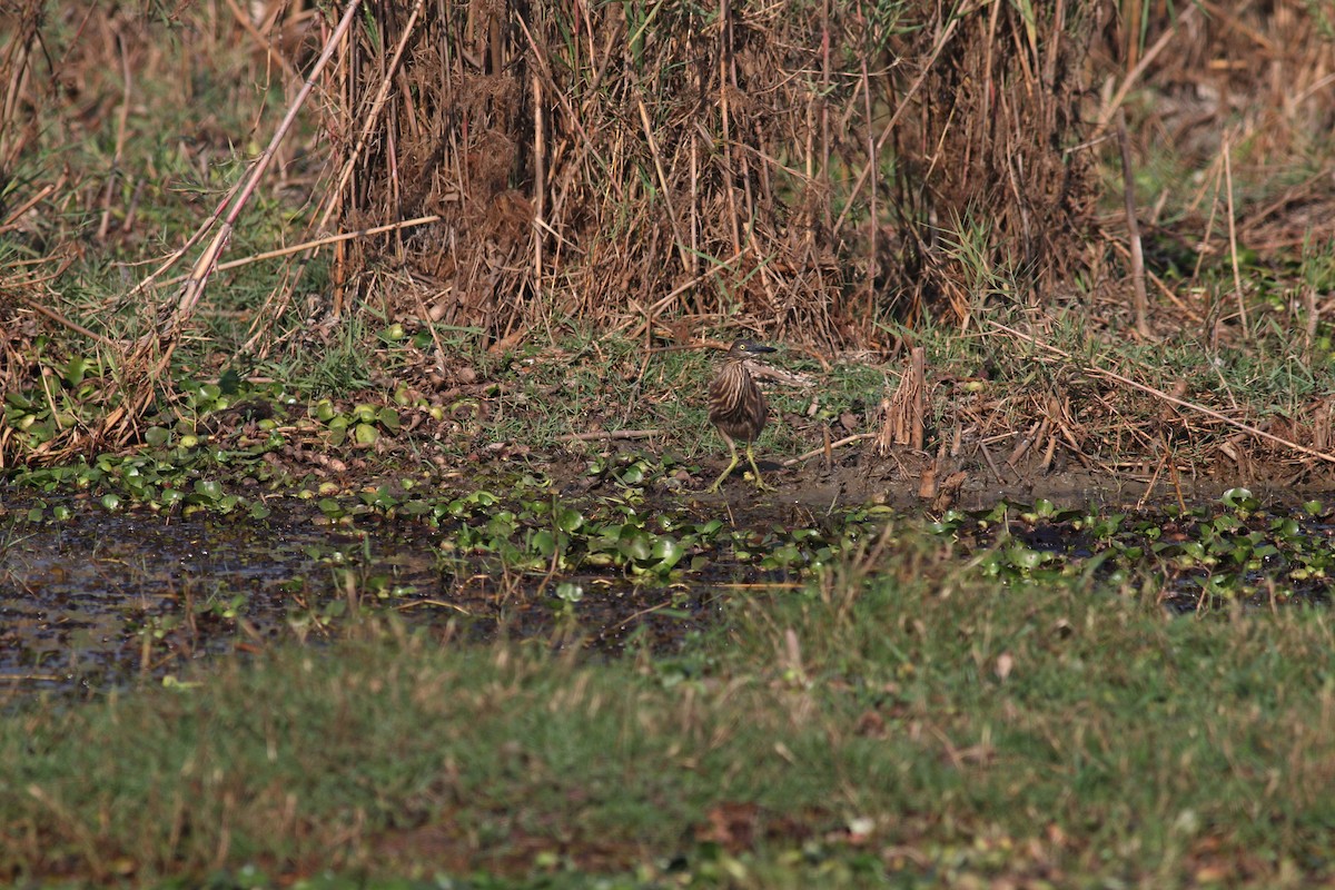 pond-heron sp. - Mamta Parmar