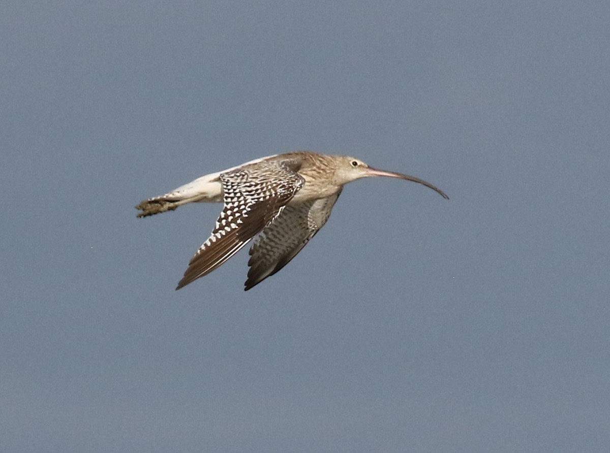 Eurasian Curlew - Dave Bakewell