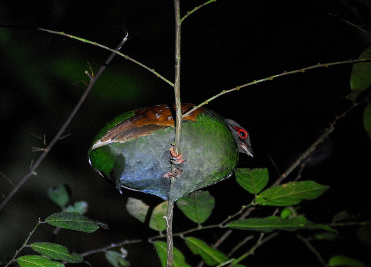 Crested Partridge - Julien Birard