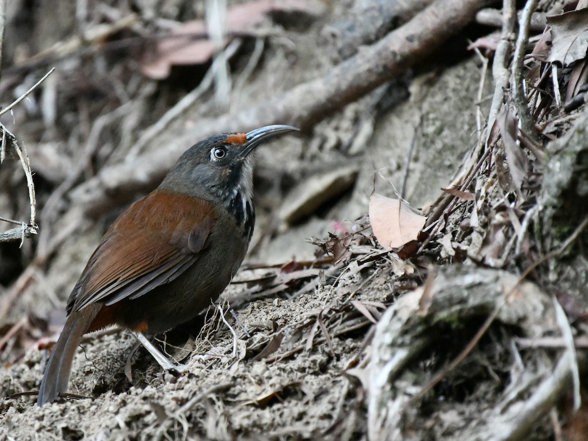Black-necklaced Scimitar-Babbler - Lo Der-Guey