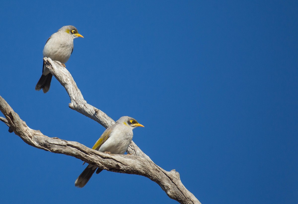 Yellow-throated Miner - ML136897851